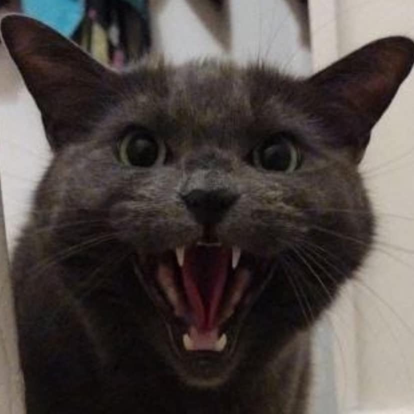 Borscht the russian blue cat is screaming into the camera.